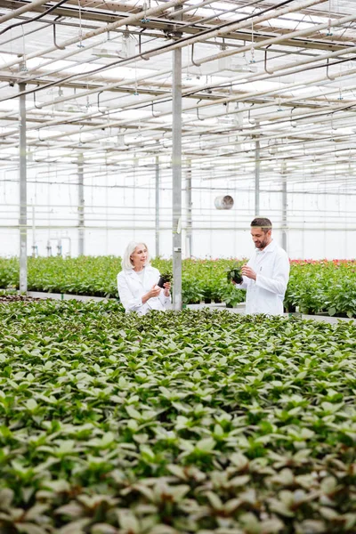 成熟した同僚の男性と女性の植物を見る — ストック写真