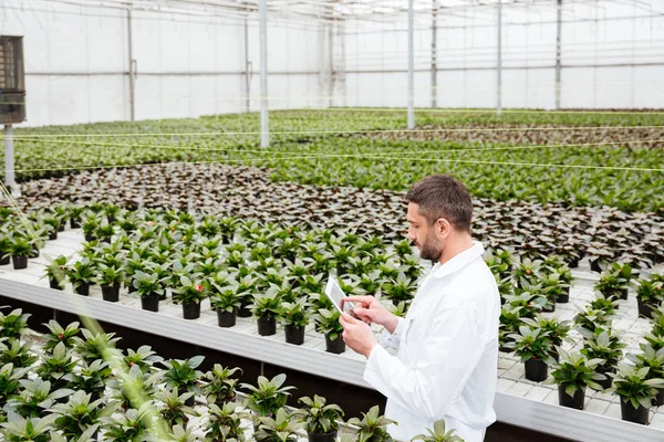 Jóvenes jardineros trabajando con plantas en invernadero — Foto de Stock