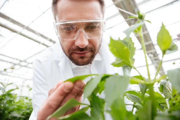 Nahaufnahme eines Mannes in Gläsern, der mit Pflanzen arbeitet — Stockfoto