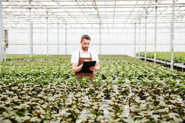 Jóvenes jardineros trabajando con plantas en invernadero — Foto de Stock