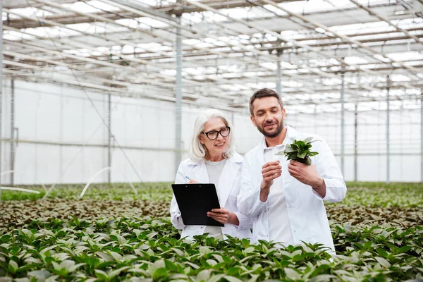 Trabajadores alegres en el jardín mirando y tocando plantas — Foto de Stock