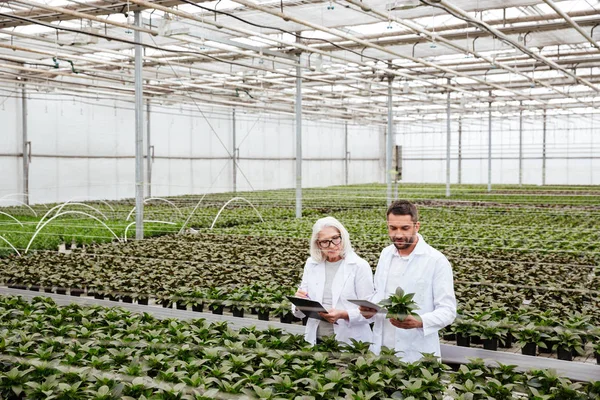 庭の植物に触れての深刻な労働者 — ストック写真