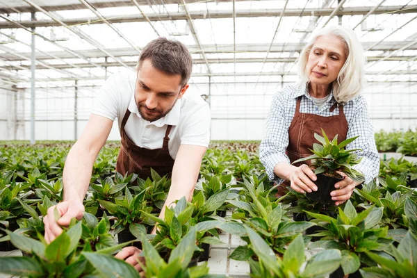 Poważne pracowników w ogrodzie patrząc i dotykając roślin — Zdjęcie stockowe