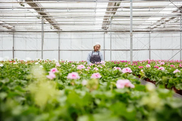 Mujer joven madura trabajando con plantas en invernadero — Foto de Stock