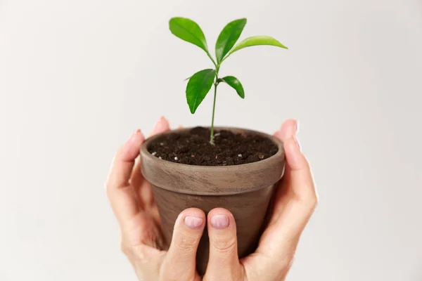 Cropped photo of womans hands holding brown pot with young plant — Stock Photo, Image