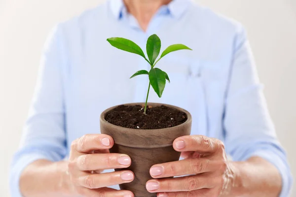 Cropped photo of females hands holding brown pot with young tree — Stock Photo, Image