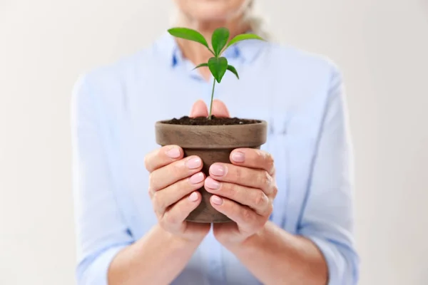 Cropped photo of womans hands holding brown pot with young plant — Stock Photo, Image