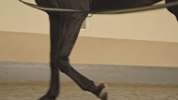 Een Bijgesneden Mening Van Paard Loopt Overdekte Stal — Stockvideo