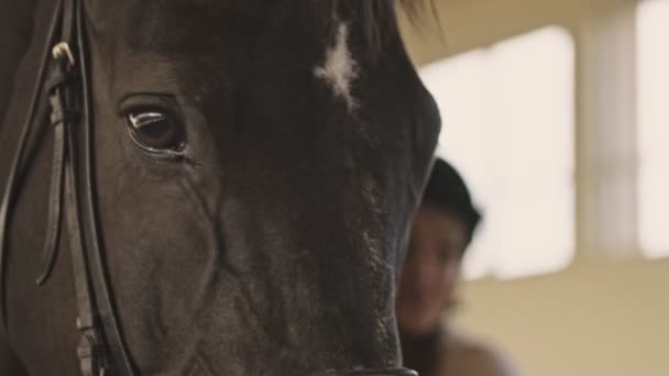 Een Close Zicht Het Hoofd Van Een Paard Staat Stal — Stockvideo