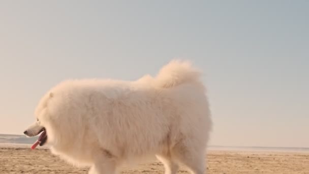 Vacker Vit Stor Hund Samoyed Går Till Männen Sjön Sommaren — Stockvideo