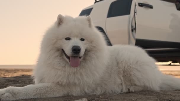 Een Mooie Witte Grote Pluizige Hond Samoyed Ligt Met Steken — Stockvideo
