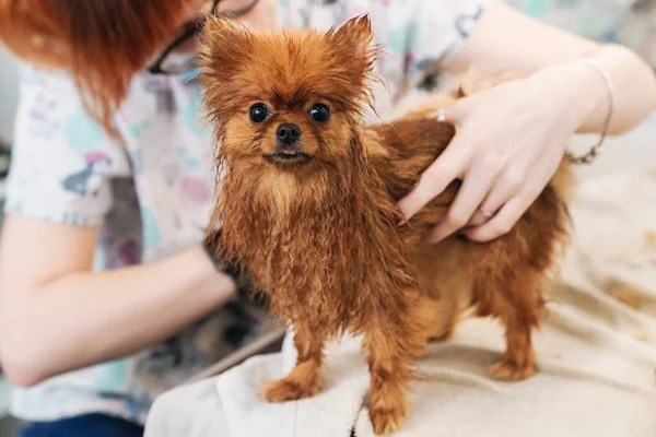 Image Femme Salon Coiffure Pour Animaux Toilettant Petit Spitz Poméranien — Photo