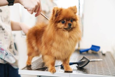 Kadın kuaför imajı. Profesyonel ekipman kullanarak köpek kuaföründe küçük Pomeranya tükürüğü yetiştiriyor.
