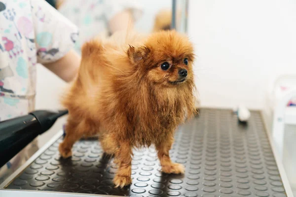 Image Femme Salon Coiffure Pour Animaux Toilettant Petit Spitz Poméranien — Photo