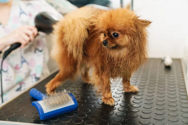 Image Femme Salon Coiffure Pour Animaux Toilettant Petit Spitz Poméranien — Photo