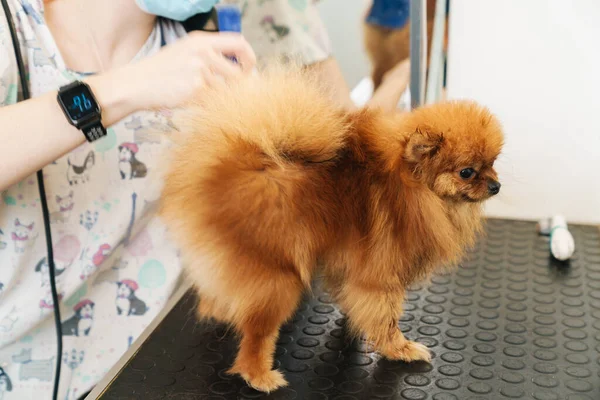 Image Femme Salon Coiffure Pour Animaux Toilettant Petit Spitz Poméranien — Photo