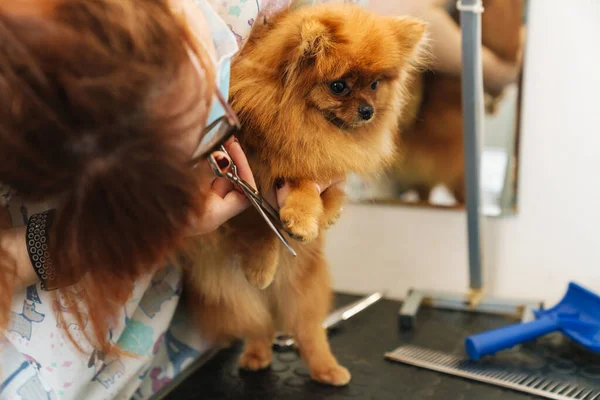 Image Femme Salon Coiffure Pour Animaux Toilettant Petit Spitz Poméranien — Photo