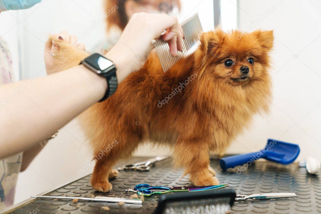 Image of female pet hairdresser grooming small pomeranian spitz in dog salon using professional equipment