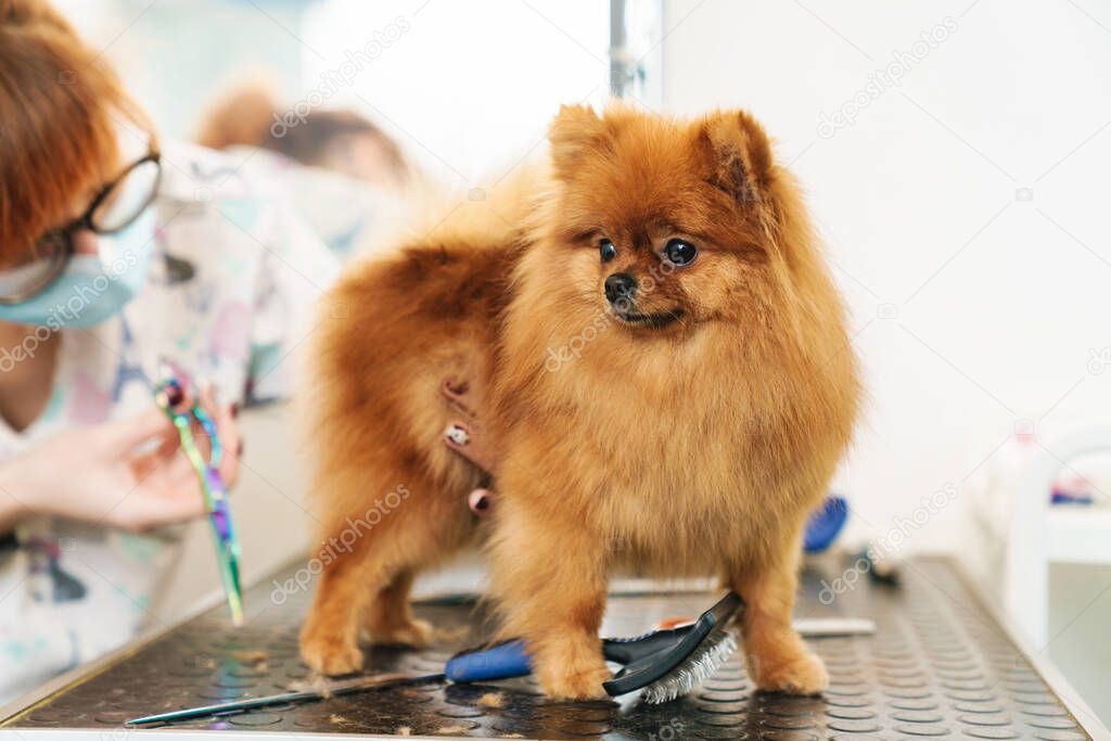 Image of female pet hairdresser grooming small pomeranian spitz in dog salon using professional equipment