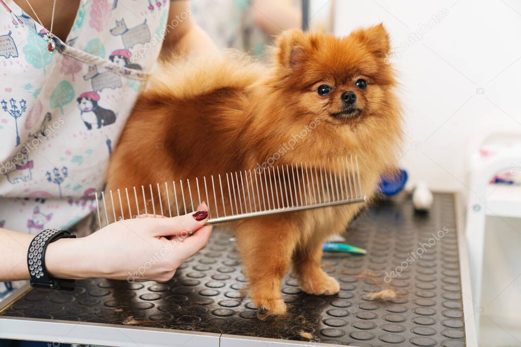 Image of female pet hairdresser grooming small pomeranian spitz in dog salon using professional equipment