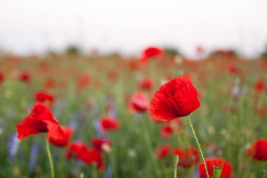 renkli alan kırmızı çiçek açan, haşhaş