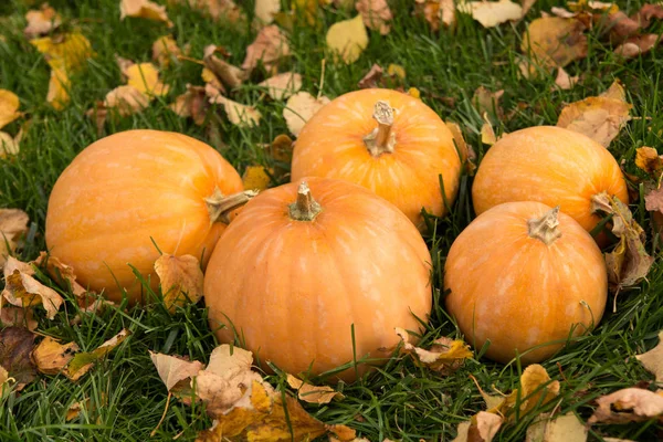 Calabazas en la hierba — Foto de stock gratis