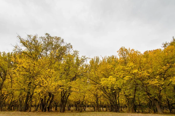 Paisagem de outono com linha de árvores amarelas — Fotografia de Stock