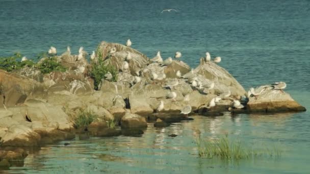 Seagulls Siedzą Skalistym Brzegu Zatoce — Wideo stockowe