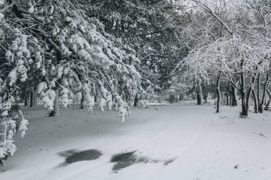 Kış ormanlarında yol karla kaplıydı.