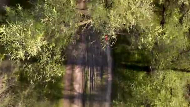 Gars Fait Vélo Dans Forêt Vue Dessus — Video