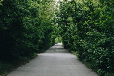 Yeşil tüneli olan parkta bir yol..