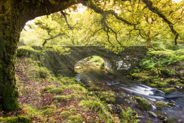 Sonbahar ağaçların üzerinden Roma taş bringe