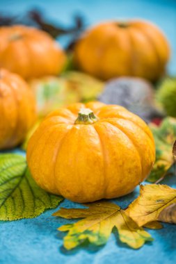 Kabak güz yaprakları üzerinde