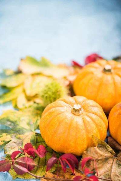 Színes őszi szezonális őszi színek, háttér — Stock Fotó