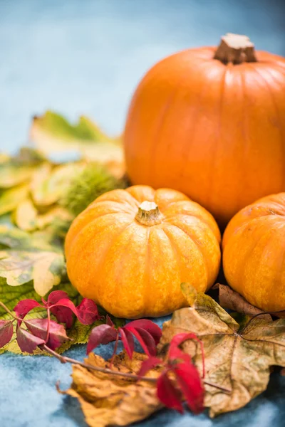 Sezonowe jesień jesień kolorowy kolory tła — Zdjęcie stockowe