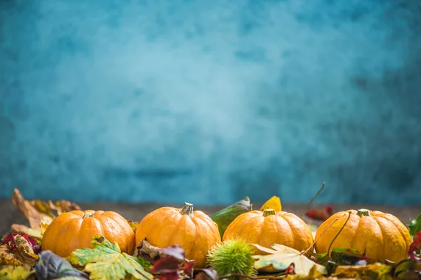 Erntedank oder Halloween-Kürbisse — Stockfoto