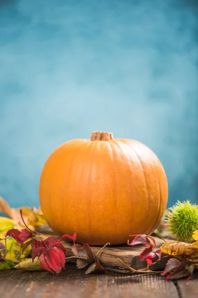 Lebendiger Herbstkürbis — Stockfoto