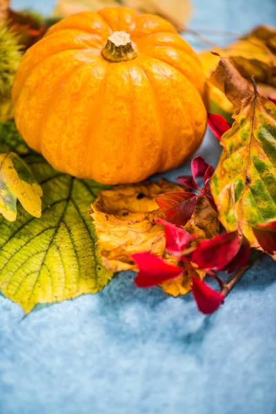 彩色的秋天季节秋天颜色背景 — 图库照片