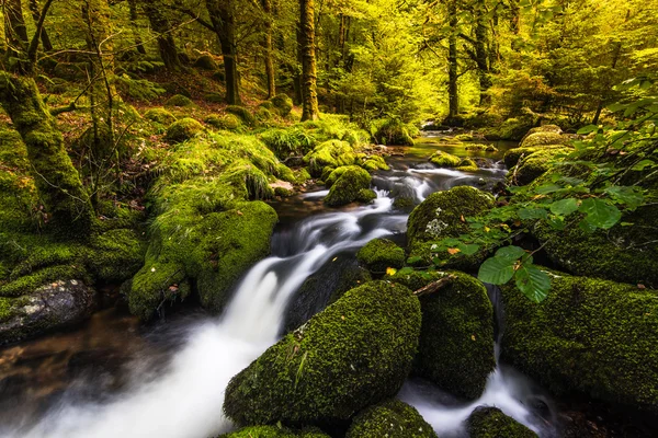 Riacho fluindo rápido selvagem na floresta de outono — Fotografia de Stock