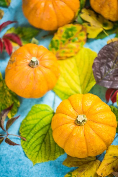 Kürbisse auf Herbstblättern — Stockfoto