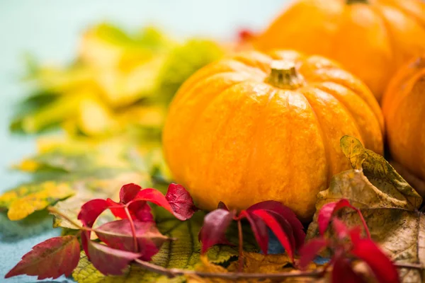 カラフルな秋季節紅葉背景 — ストック写真