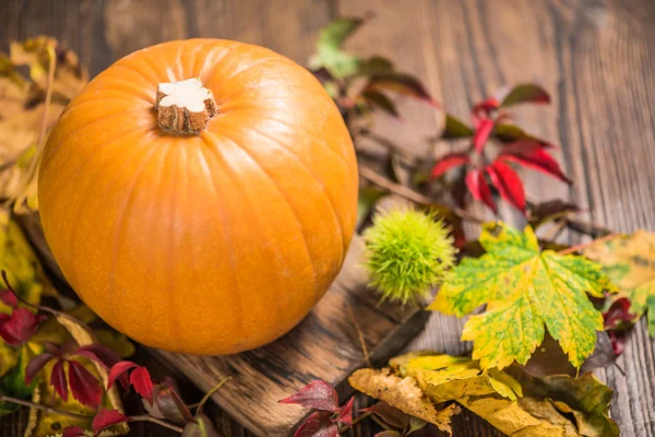 Lebendiger Herbstkürbis — Stockfoto