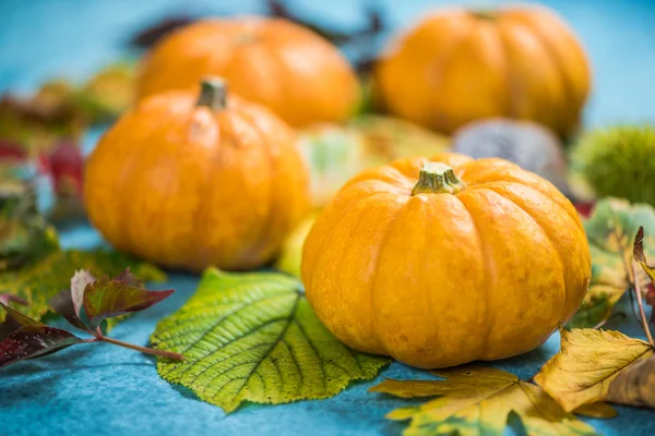 Kürbisse auf Herbstblättern — Stockfoto