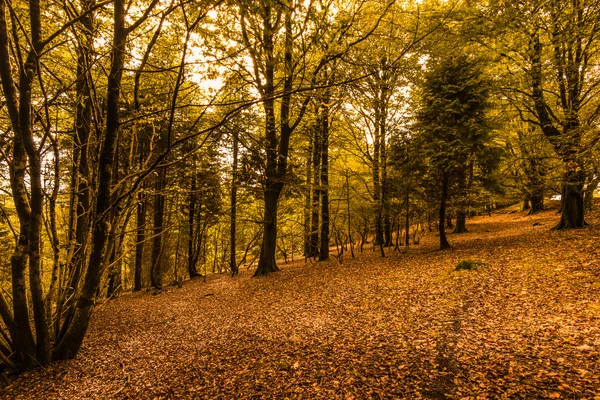 Barevný podzim v lese — Stock fotografie