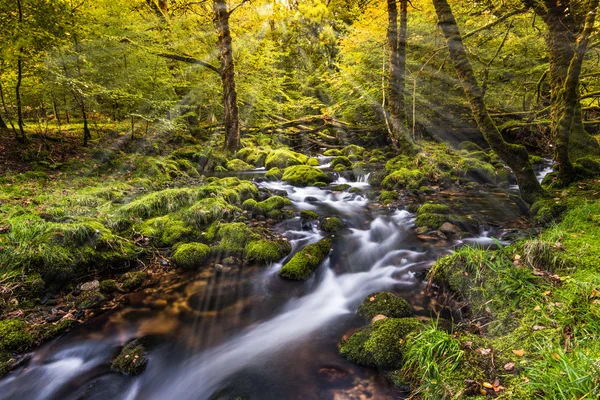 Divoký potok v podzimním lese — Stock fotografie