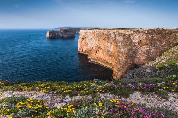 Vilda blommor på klipporna i regionen Algarve, Portugal i sommar — Stockfoto