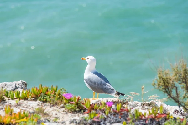 Чайка на побережье Алгарве, Португалия — стоковое фото