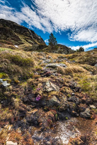 Flores silvestres en las altas montañas de los Pirineos — Foto de Stock