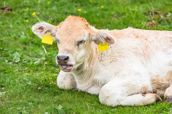 Young cow on green grass — Stock Photo, Image