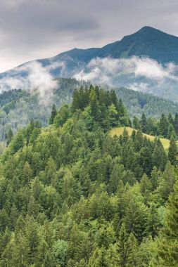Ormandaki düşük bulut ile dağ yamacı